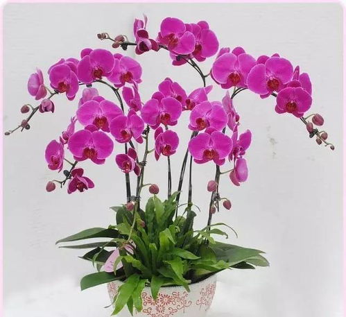 美炸了！撐爆從化朋友圈的花卉展原來在這里，就等你來撩，還有禮品花卉銷售