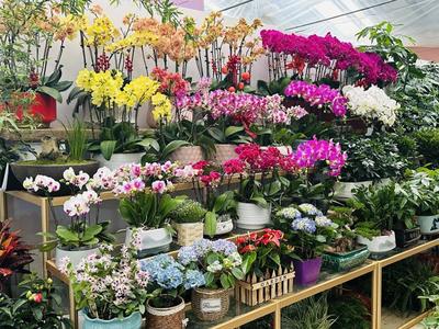 春風有信花為禮 婦女節濟南鮮花銷售持續升溫，禮品花卉受熱捧